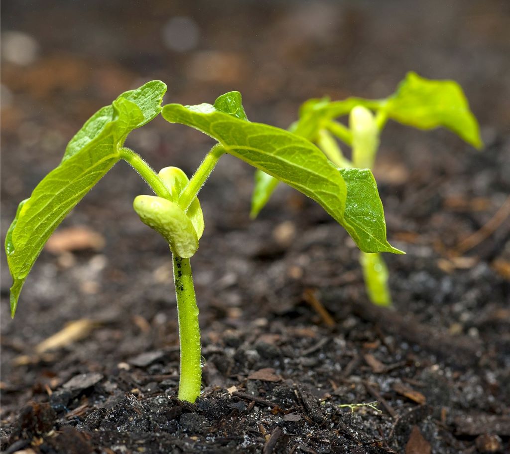 Close-up of seeds sprouting in soil, illustrating how long it takes for seeds to germinate