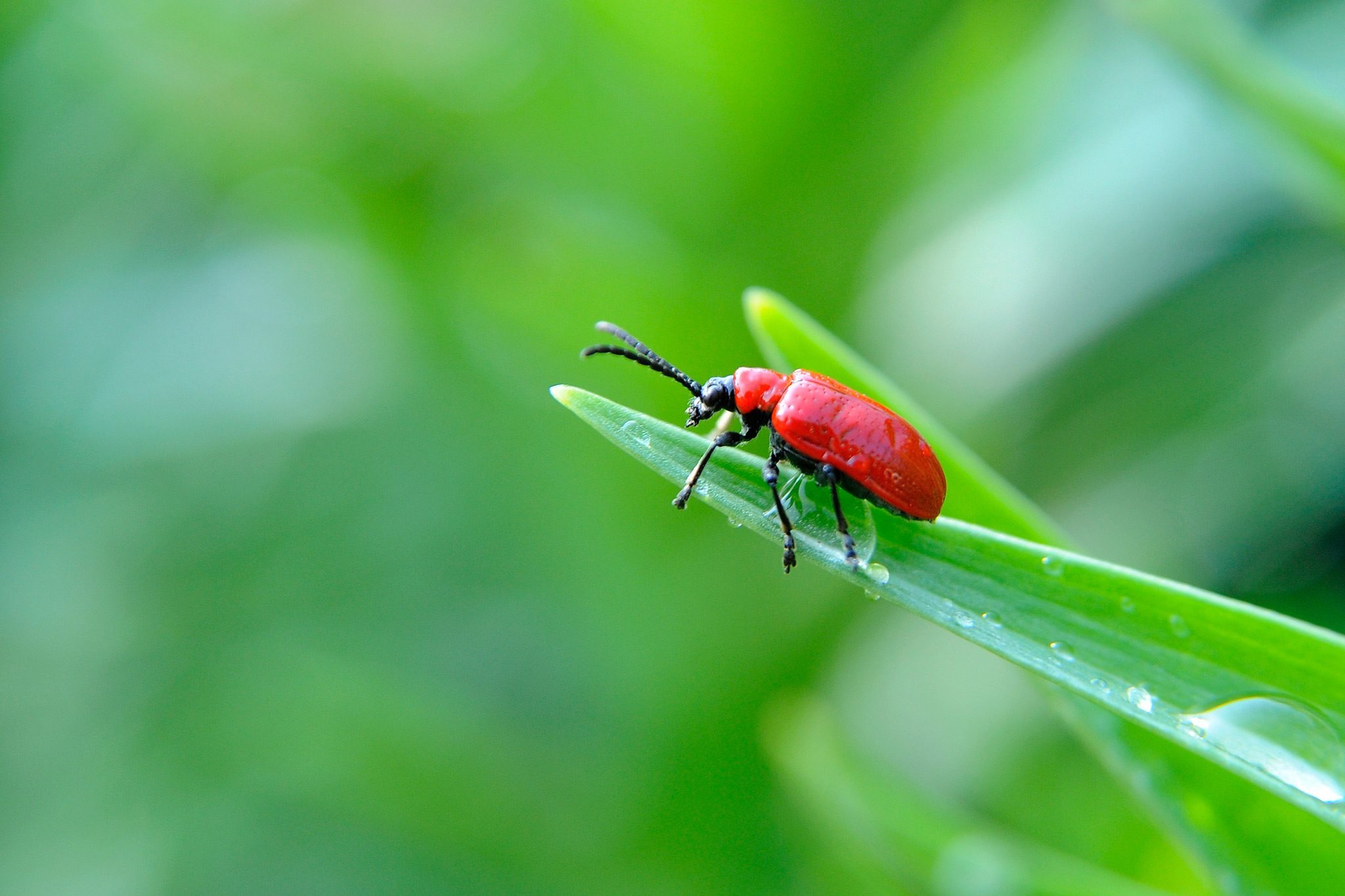 How to get rid of lily beetles naturally